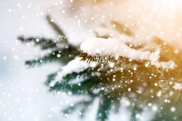 Close Van Groene Boom Pijnboomtakken Bedekt Met Sneeuw Winter — Stockfoto