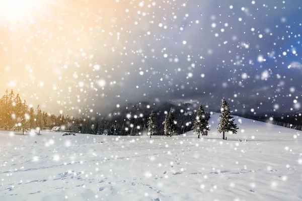 Winter Berglandschap Met Sneeuw Bedekt Pijnbomen Lage Wolken — Stockfoto