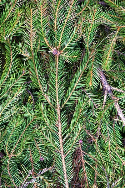 照らされて太陽密な新鮮な緑自然な松の木 モミの木の枝の上から見た画像を閉じます クリスマスのテーマ 抽象的な背景 環境保護の概念 — ストック写真