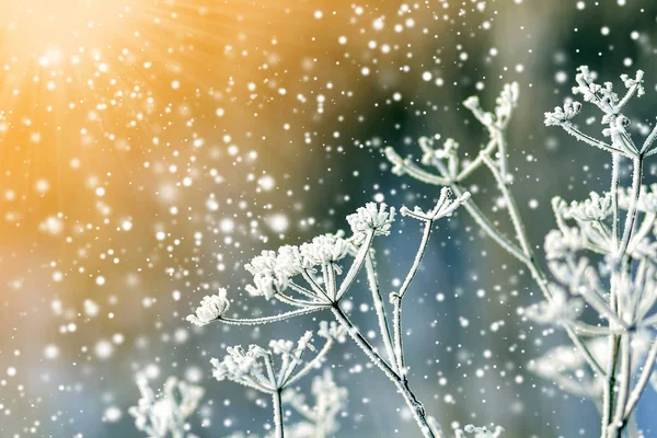 Bevroren Planten Vroege Ochtend Close Winter — Stockfoto