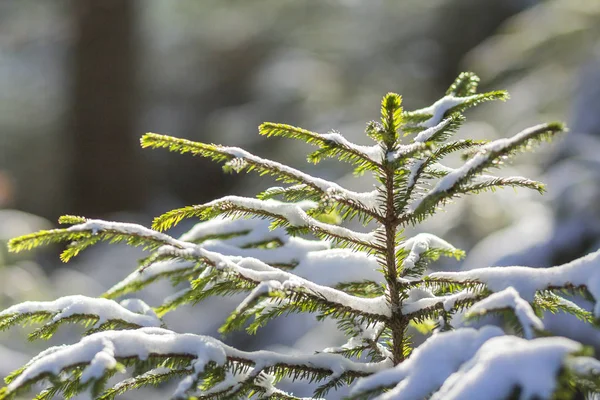 素晴らしいクリスマス冬の山景色が美しい 小さな若い緑のモミの木は クリア ホワイト雪とぼやけツリー トランク コピー スペース背景に雪や霜で寒い晴れた日に覆われています — ストック写真