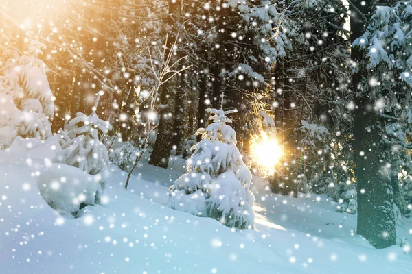 Pokryte Śniegiem Trochę Sośnie Lesie Zimą — Zdjęcie stockowe