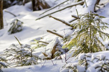 Genç yeşil parlak güneşin köknar ağacı dalları tarafından yaktı kopya alan arka plan açık havada bulanık beyaz mavi derin taze temiz kar kaplı. Neşeli Noel ve mutlu yeni yıl tebrik Kartpostalı.