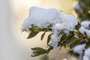 Bush brunch ile küçük ıslak yeşil Close-up parlak bulanık güneşli soyut kopya alan arka plan üzerinde kalın kar ile kaplı bırakır. Yeni yıl tema, doğa kavramının güzellik tebrik Kartpostalı.