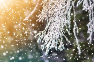 Kışın kar frost ile kaplı çam ağacı Close-up