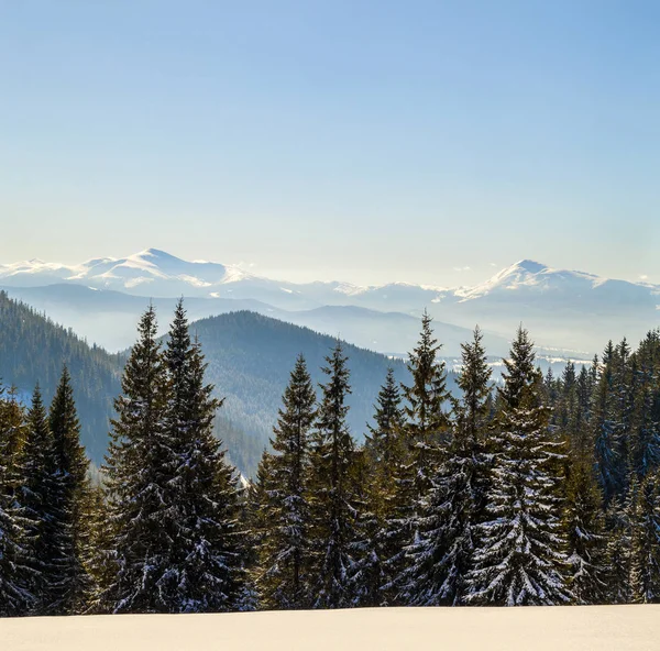Krásné Zimní Panorama Krajina Smrk Borovice Stromy Modrá Obloha Sluneční — Stock fotografie