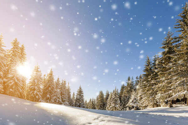 Pine trees in mountains and falling snow in fairy tale winter sunny morning. New year and Christmas celebration concept.