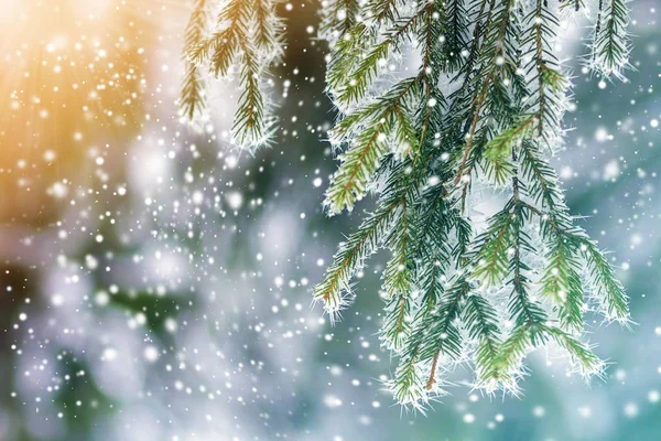 Close Pinheiros Cobertos Com Geada Neve Inverno — Fotografia de Stock