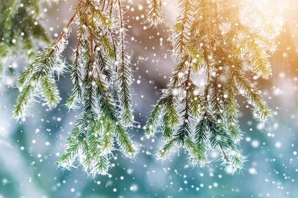 Närbild Tall Täckt Med Snö Frost Vintern — Stockfoto