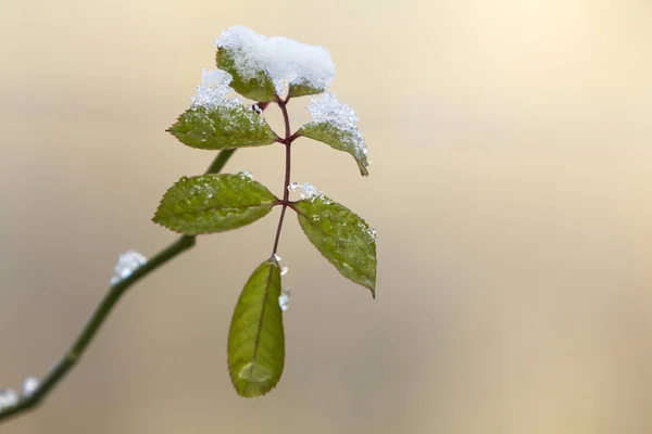 Gül Dalı Küçük Islak Yeşil Ile Aşağı Asılı Close Parlak — Stok fotoğraf