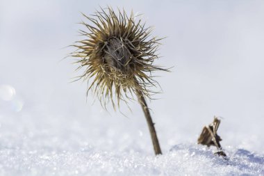 Kar ve buz kış soğuk boş alanda parlak bulanık beyaz mavi güneşli açık havada kopya alan arka plan Close-up kuru siyah solmuş garip dikenli ot bitki ot kaplı.