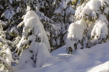 Çam ağacı branche yeşil iğne ile yakın çekim çekim kopya alan arka plan açık havada bulanık mavi derin taze temiz kar kaplı. Neşeli Noel ve mutlu yeni yıl tebrik Kartpostalı.