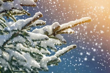 Yeşil iğneli çam ağacı dalları açık havada bulanık mavi alanda derin ve temiz kar ile kaplıdır. Mutlu Noeller ve mutlu yıllar kartpostallar. Yumuşak ışık efekti.