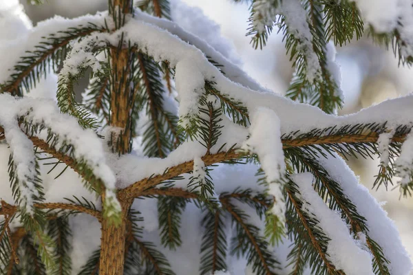 Primer Plano Rama Pino Con Agujas Verdes Cubiertas Con Nieve —  Fotos de Stock