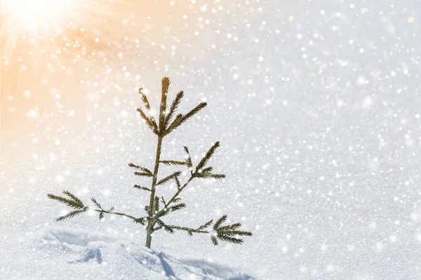 Linda Paisagem Incrível Montanha Inverno Natal Pequeno Abeto Verde Jovem — Fotografia de Stock