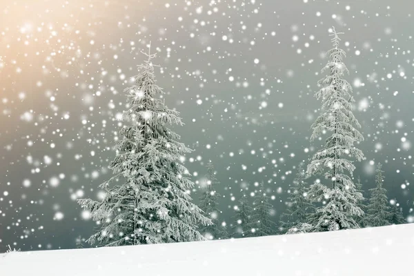 Sprookje Winterlandschap Dennenbomen Met Sneeuw Vorst Berghelling Verlicht Door Felle — Stockfoto