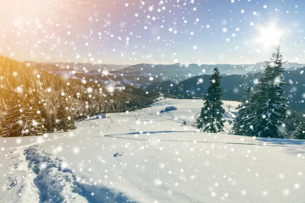 Fairy Tale Zimowy Krajobraz Sosny Śnieg Mróz Zboczu Góry Oświetlone — Zdjęcie stockowe