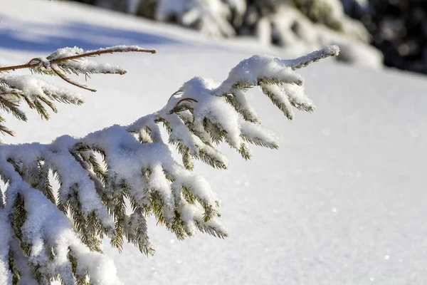 Gros Plan Branche Pin Avec Des Aiguilles Vertes Recouvertes Neige — Photo