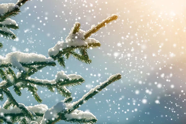 Las Ramas Pino Con Agujas Verdes Cubiertas Con Nieve Limpia — Foto de Stock