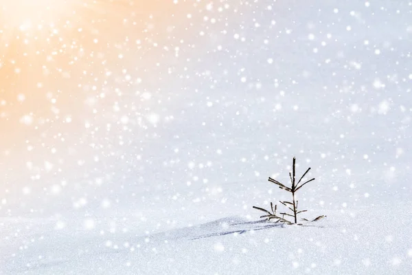 Hermoso Paisaje Montaña Invierno Navidad Increíble Pequeño Abeto Verde Joven — Foto de Stock