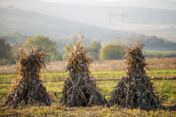 Száraz Kukorica Szára Arany Tárcsákon Ködös Hegyek Felhőtlen Kék Másol — Stock Fotó