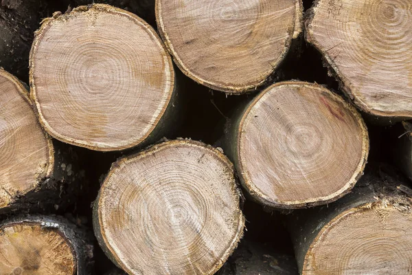 Düzgün bir şekilde doğranmış mayo yığını açık havada Kazıklı parlak güneşli bir günde, arka plan, yangın ahşap günlükleri kış, yazmak için hazır hazır. Çevre koruma kavramı.