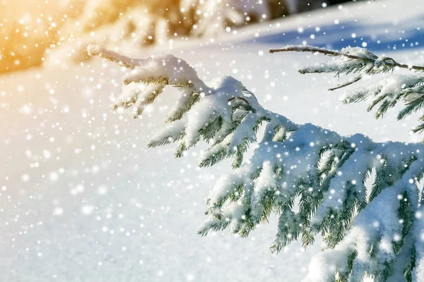 Gałęzie Sosny Zielonymi Igłami Pokryte Głębokim Świeżym Czystym Śniegiem Nieostrym — Zdjęcie stockowe