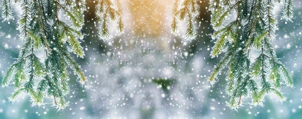 Nahaufnahme Von Kiefern Die Winter Mit Schnee Bedeckt Sind — Stockfoto
