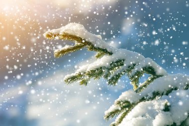 Yeşil iğneli çam ağacı dalları açık havada bulanık mavi alanda derin ve temiz kar ile kaplıdır. Mutlu Noeller ve mutlu yıllar kartpostallar. Yumuşak ışık efekti.