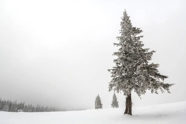 Inverno Preto Branco Montanha Ano Novo Paisagem Natal Isolado Sozinho — Fotografia de Stock