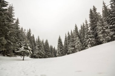 Siyah ve beyaz kış dağ yeni yıl Noel manzara. Frost derin net kar kış orman içinde uzun boylu çam ağaçlarıyla kaplı.