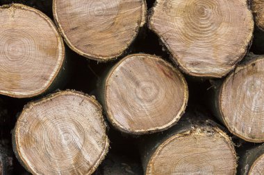 Düzgün bir şekilde doğranmış mayo yığını açık havada Kazıklı parlak güneşli bir günde, arka plan, yangın ahşap günlükleri kış, yazmak için hazır hazır. Çevre koruma kavramı.