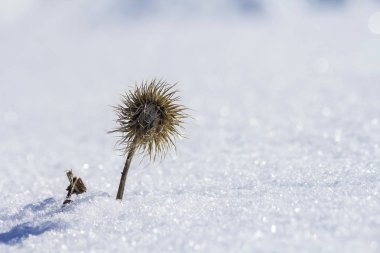 Kar ve buz kış soğuk boş alanda parlak bulanık beyaz mavi güneşli açık havada kopya alan arka plan Close-up kuru siyah solmuş garip dikenli ot bitki ot kaplı.