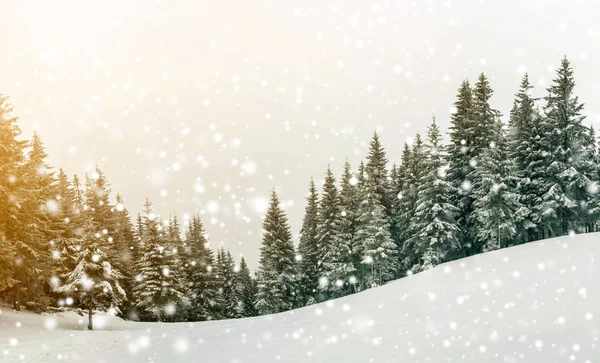 Fairy Tale Zimowy Krajobraz Sosny Śnieg Mróz Zboczu Góry Oświetlone — Zdjęcie stockowe