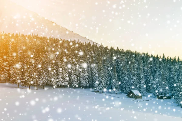 Piękny Zimowy Panorama Krajobraz Sosna Świerk Drzewa Niebieski Niebo Słońce — Zdjęcie stockowe