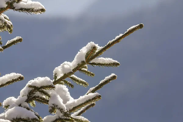 Zár Megjelöl Szemcsésedik Ból Fenyő Branche Zöld Tűvel Hóval Mély — Stock Fotó