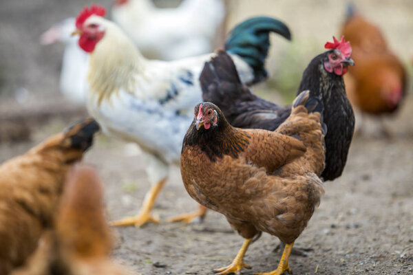 Group of grown healthy red and black hens and big white rooster outdoor walking feeding in poultry yard on bright sunny day. Chicken farming, healthy meat and eggs production concept.