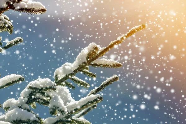 Dennenbomen Takken Met Groene Naalden Bedekt Met Diepe Verse Schone — Stockfoto