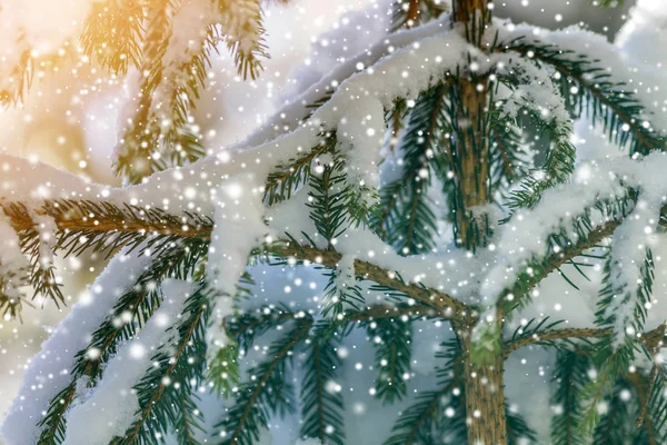 Tallkvistar Med Gröna Nålar Täckta Med Djup Ren Snö Suddig — Stockfoto