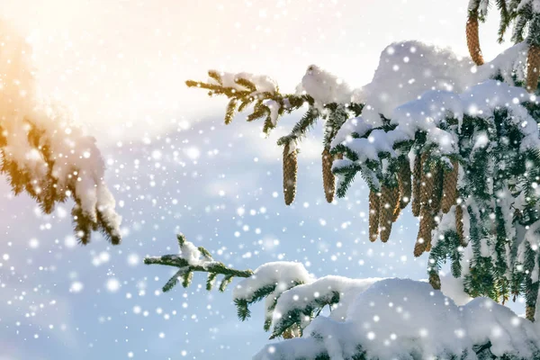 Gałąź Świerkowa Zielonymi Igłami Szyszkami Pokryta Głębokim Śniegiem Chryzantem Oraz — Zdjęcie stockowe