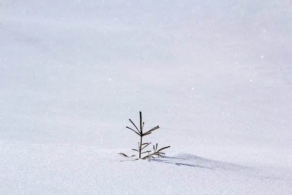 Güzel Noel Kış Manzarası Küçük Yeşil Köknar Ağacı Ladini Açık — Stok fotoğraf