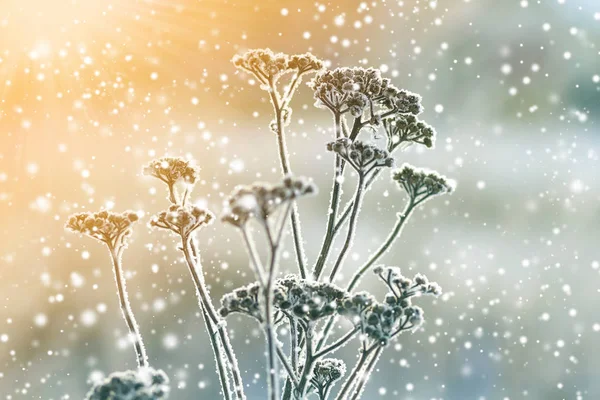 Bevroren Planten Vroege Ochtend Close Winter — Stockfoto