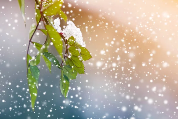 Close Van Opknoping Neer Roos Tak Met Kleine Natte Groene — Stockfoto