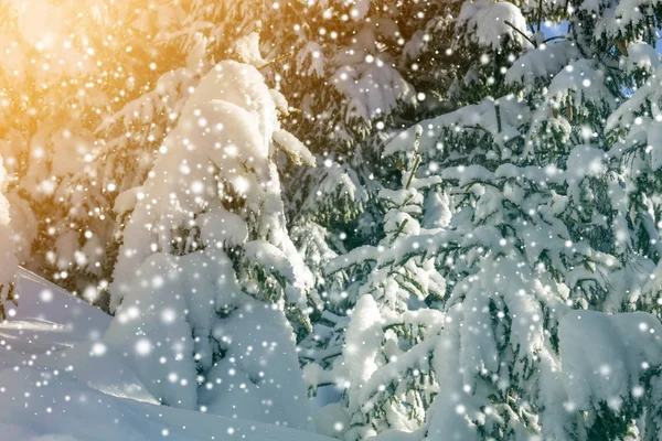 Dennenbomen Takken Met Groene Naalden Bedekt Met Diepe Verse Schone — Stockfoto