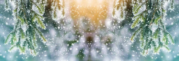 Close Pine Tree Covered Snow Frost Winter — Stock Photo, Image