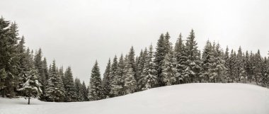 Siyah ve beyaz kış dağ yeni yıl Noel manzara. Frost derin net kar kış orman içinde uzun boylu çam ağaçlarıyla kaplı.