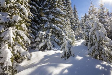 Güzel kış manzarası. Uzun köknar ağaçlarının derin kar ve açık mavi gökyüzü arka plan üzerinde parlak güneş ışınları tarafından yaktı frost ile kaplı. Happy New Year ve neşeli Noel tebrik kartı.