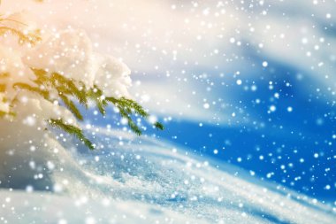 Derin karla kaplı yeşil iğneli ladin ağacı dalları ve bulanık mavi fotokopi arkaplanındaki büyük kar taneleri. Mutlu Noeller ve mutlu yıllar tebrik kartı..