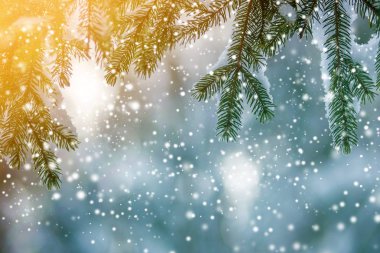 Yeşil iğneli çam ağacı dalları açık havada bulanık mavi alanda derin ve temiz kar ile kaplıdır. Mutlu Noeller ve mutlu yıllar kartpostallar. Yumuşak ışık efekti.