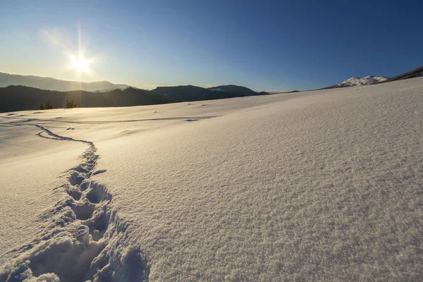 Winter Christmas landscape. Human footprint track path in crystal white deep snow through empty field, woody dark mountain range, soft glow on horizon on clear blue sky copy space background.